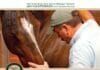 Beyond Horse Massage: A Breakthrough Interactive Method for Alleviating Soreness, Strain, and Tension PDF