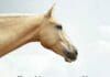 The Mind of the Horse: An Introduction to Equine Cognition