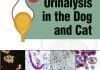 Urinalysis in the Dog and Cat PDF