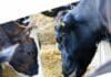 Livestock Ration Formulation for Dairy Cattle and Buffalo